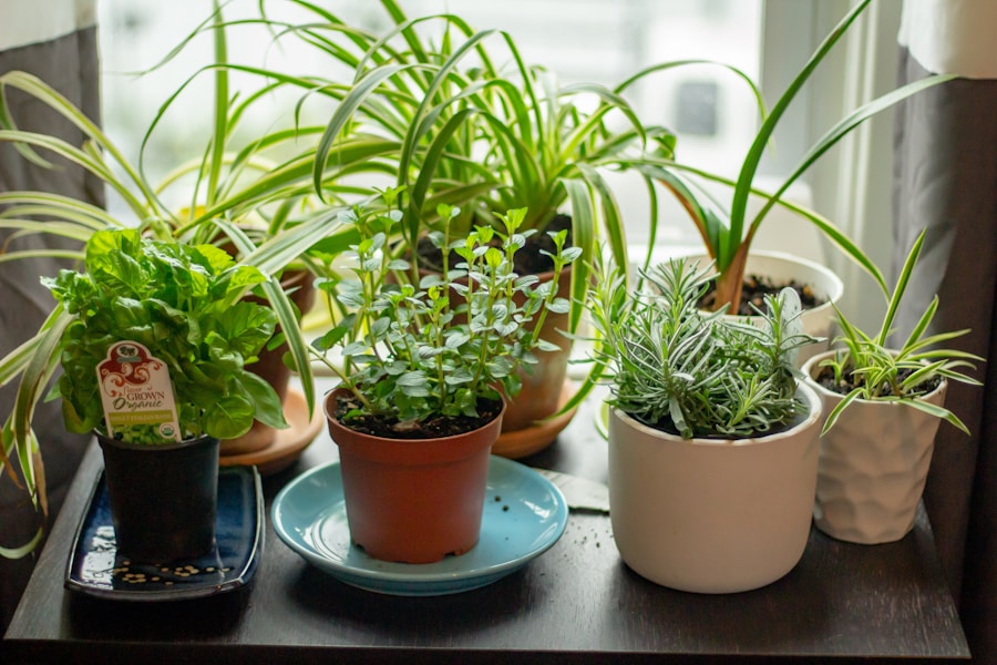 Photo "How to grow ZZ plants in low-maintenance setups"
