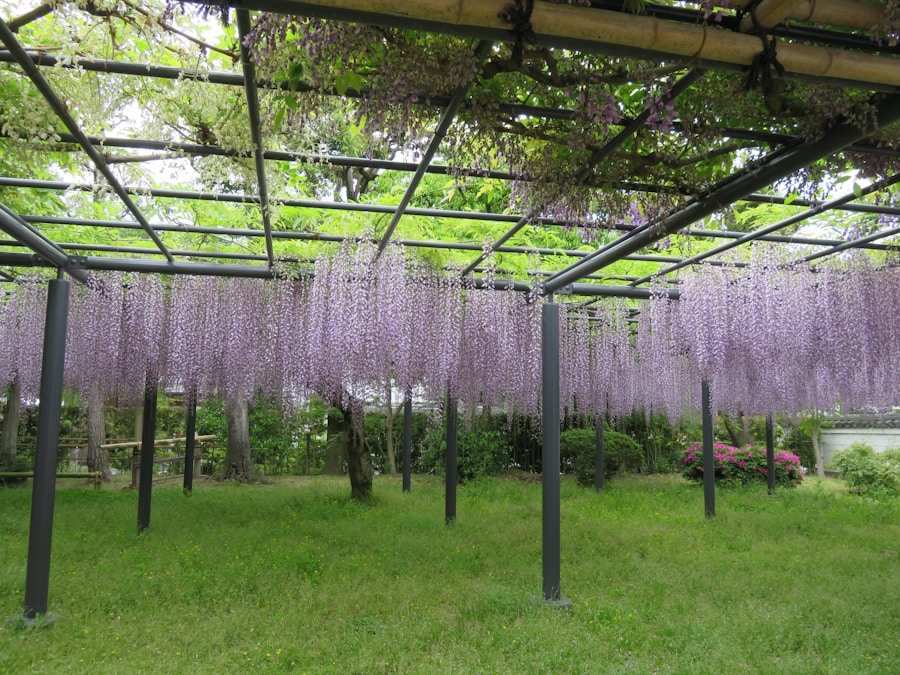 Photo "How to grow wisteria on a trellis"
