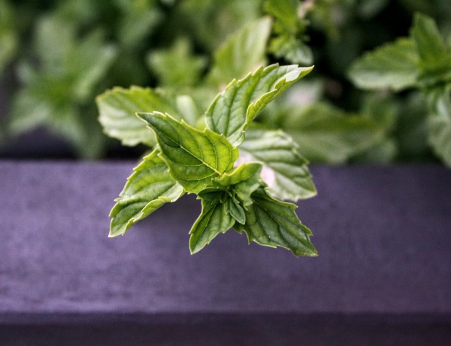 Photo "How to grow mint without it spreading"