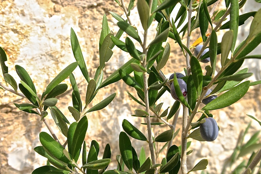Photo "How to grow olive trees in pots"