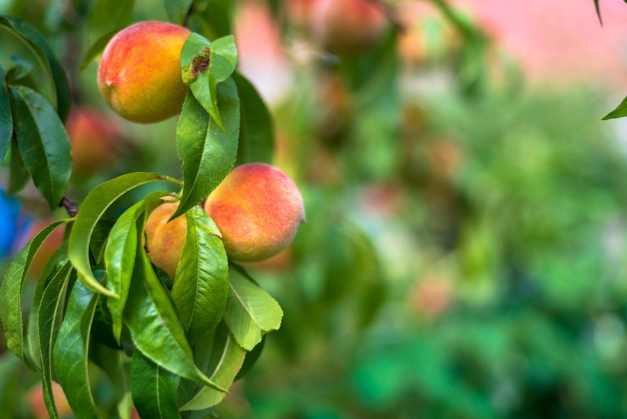 Photo "How to grow nectarines in your garden"