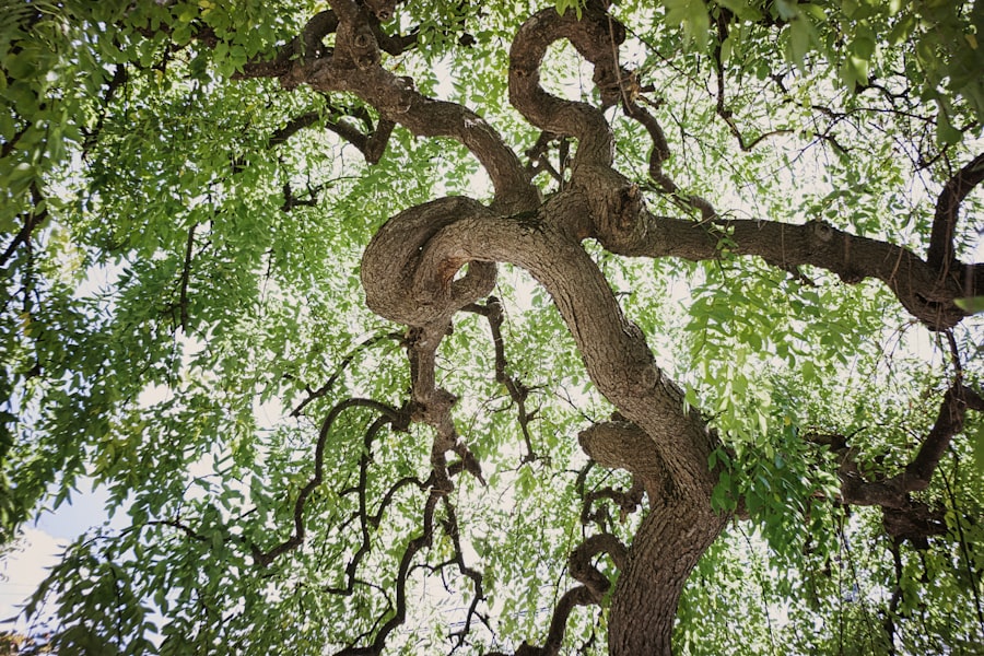Sweetgum tree