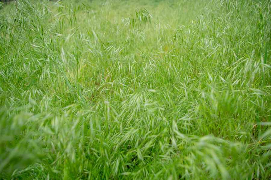 Photo Green manure