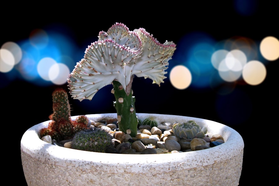 Photo Moon cactus in pot