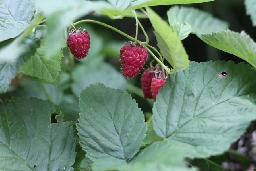 raspberries