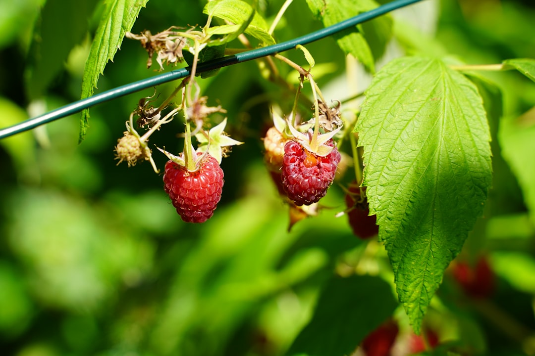 Photo raspberries