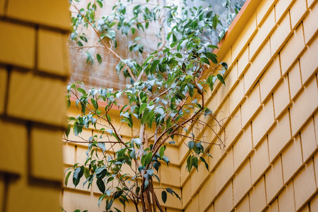 Photo pruning indoor plants