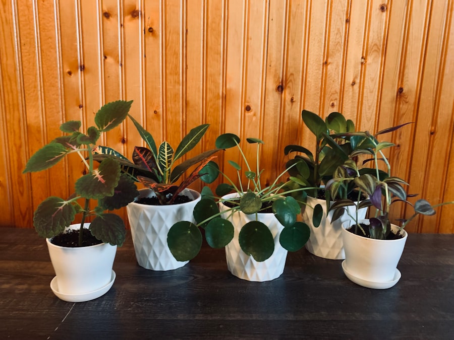 Photo pruning indoor plants