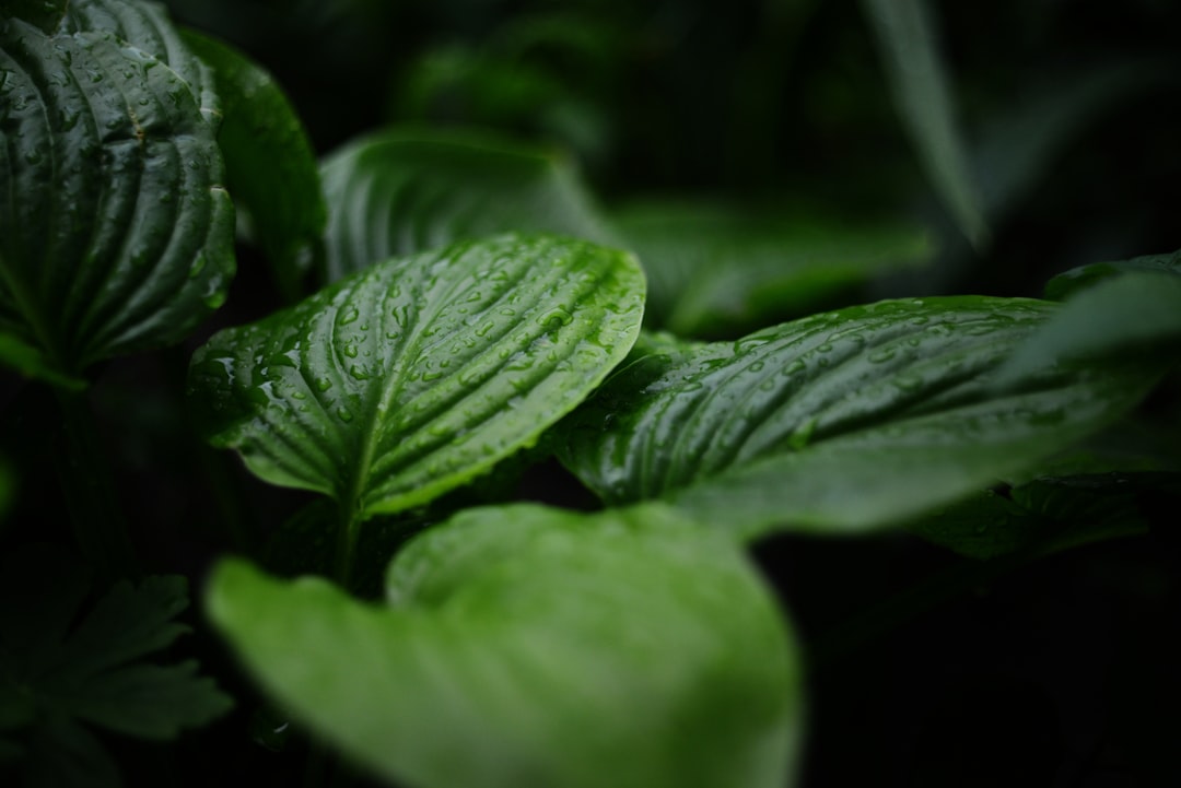 Photo tea plants