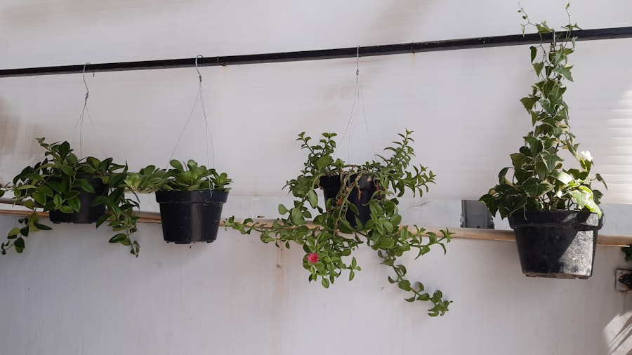 Photo plant caddies