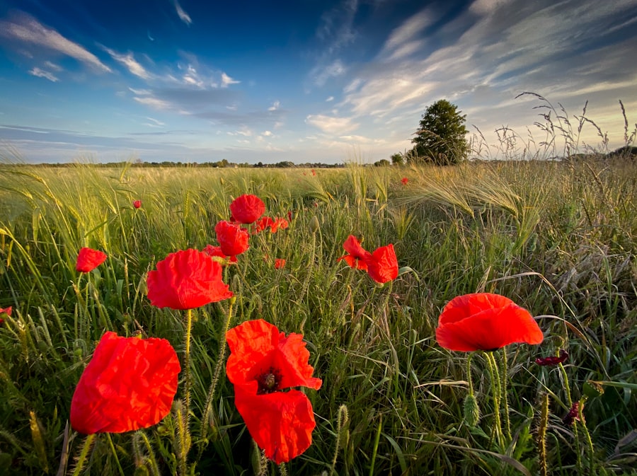 Photo crop rotation