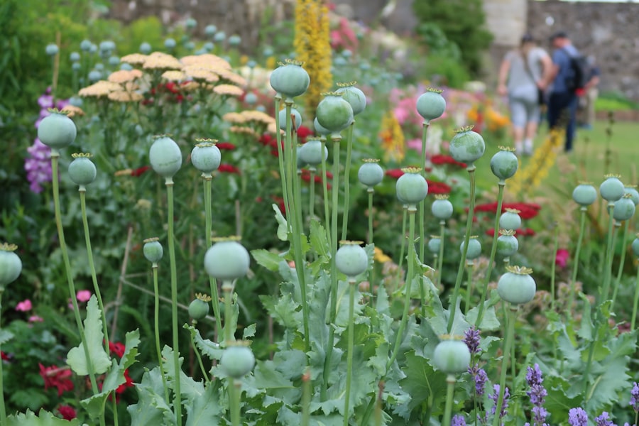 vegetable garden seeds