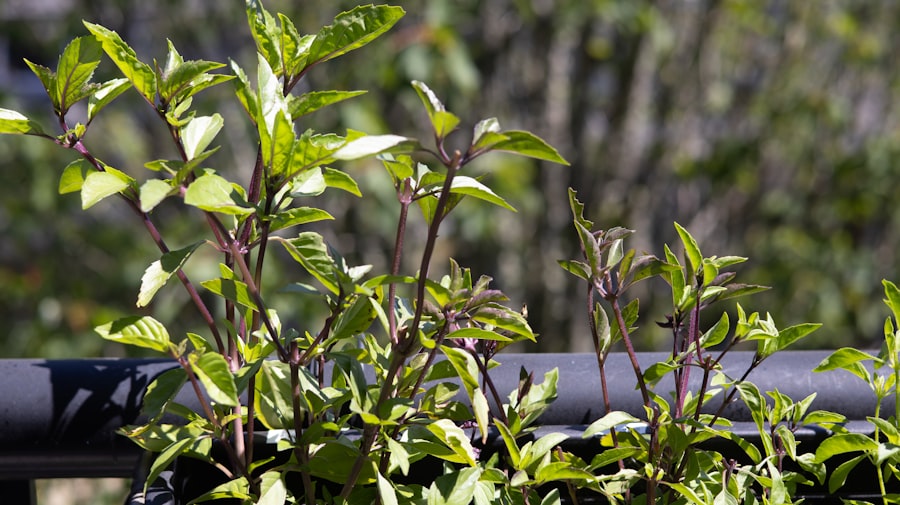 container gardening