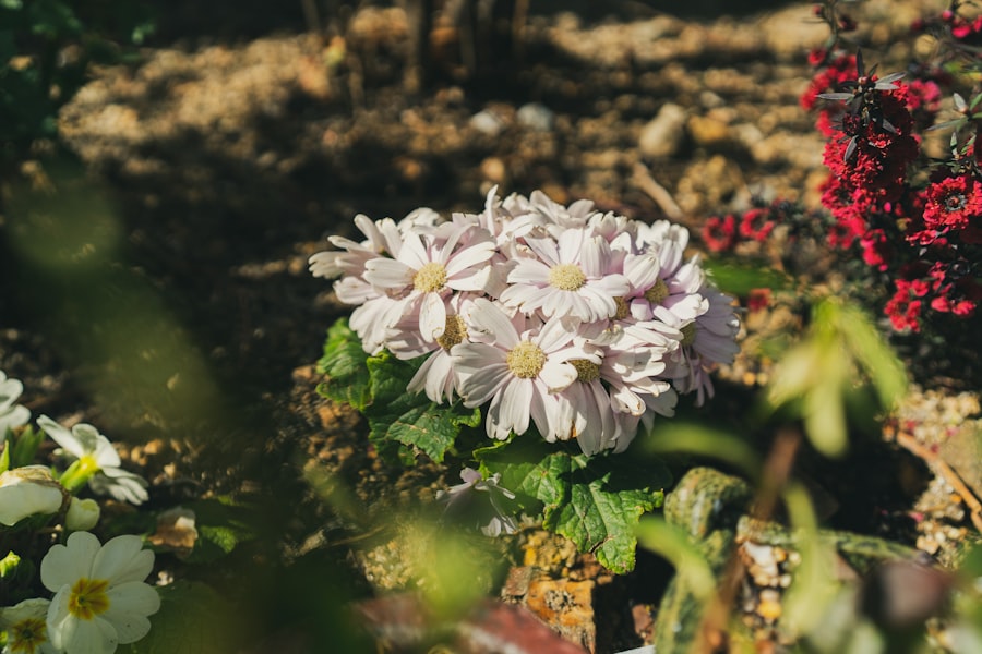 Photo raised bed