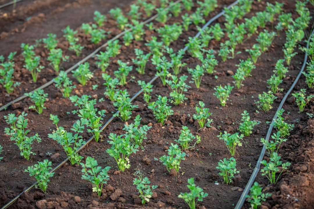 Photo vegetable garden seeds