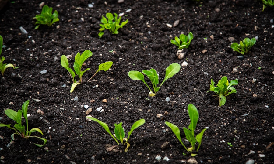 Photo vegetable garden seeds