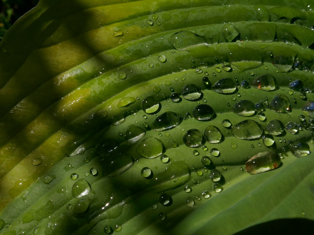 Photo hydroponic systems