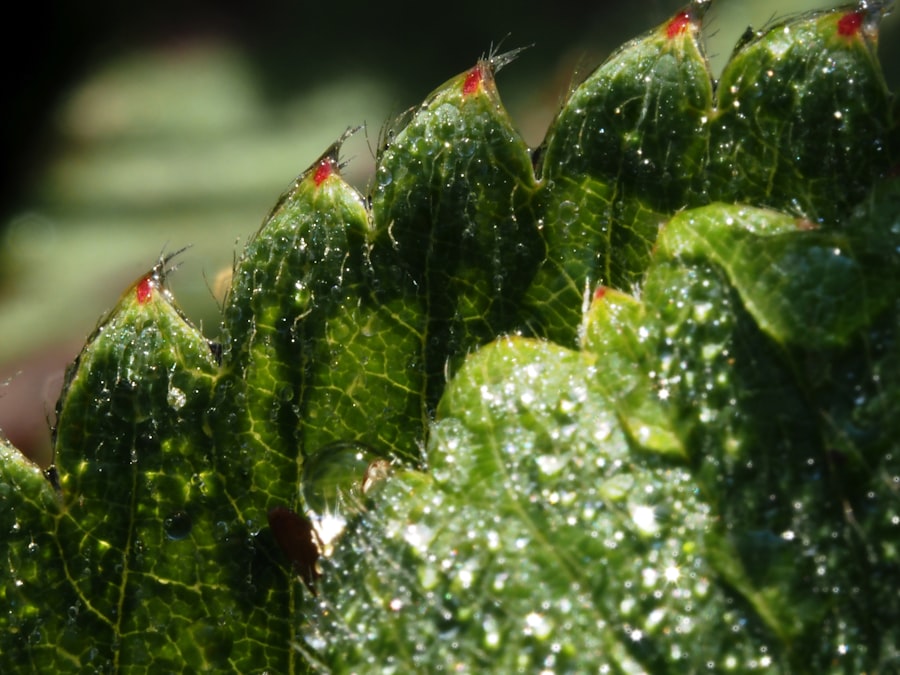 Photo hydroponic systems