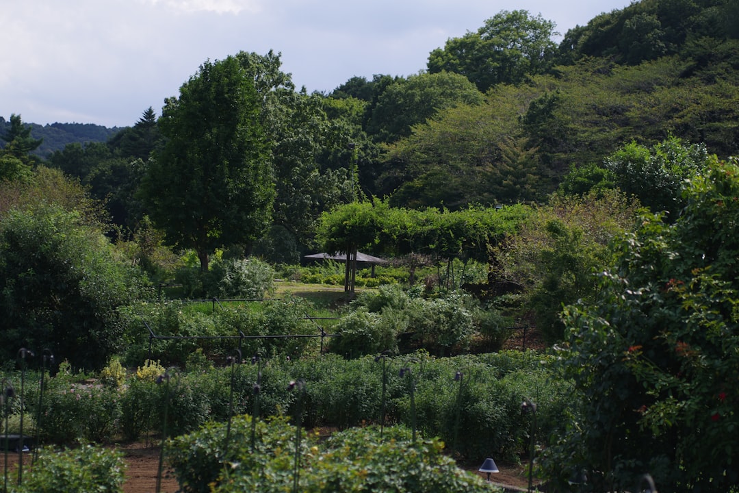 Photo vertical vegetable garden