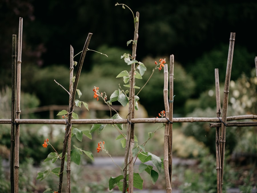 community garden