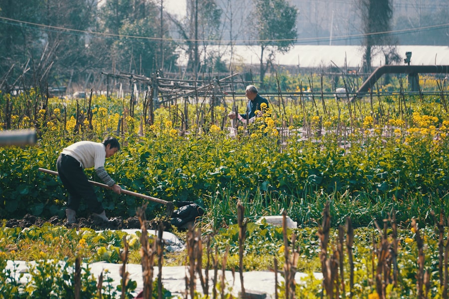 Photo community garden